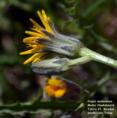 Crepis modocensis