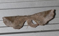 Parepisparis excusata