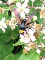 Megascolia maculata flavifrons