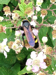 Megascolia maculata flavifrons