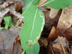 Aulagromyza cornigera