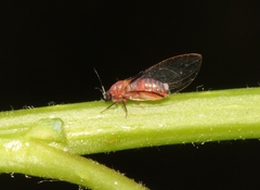 Bactericera californica