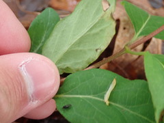 Aulagromyza cornigera