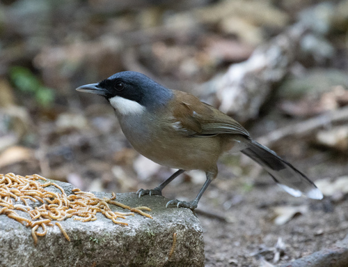 White-cheeked Laughingthrush (Pterorhinus vassali), photo 4