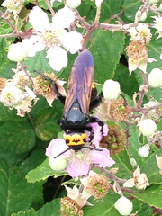Megascolia maculata flavifrons