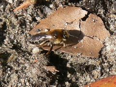 Andrena barbilabris