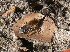 Andrena barbilabris
