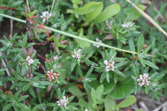 Polygonum paronychia