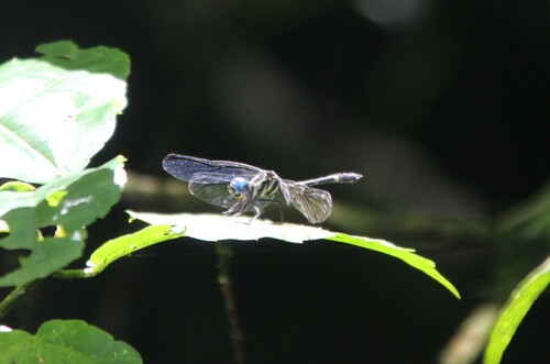 Tetrathemis corduliformis