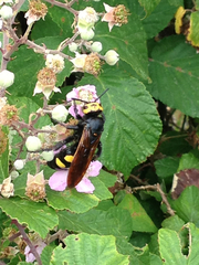 Megascolia maculata flavifrons