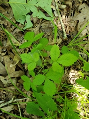 Agrimonia rostellata