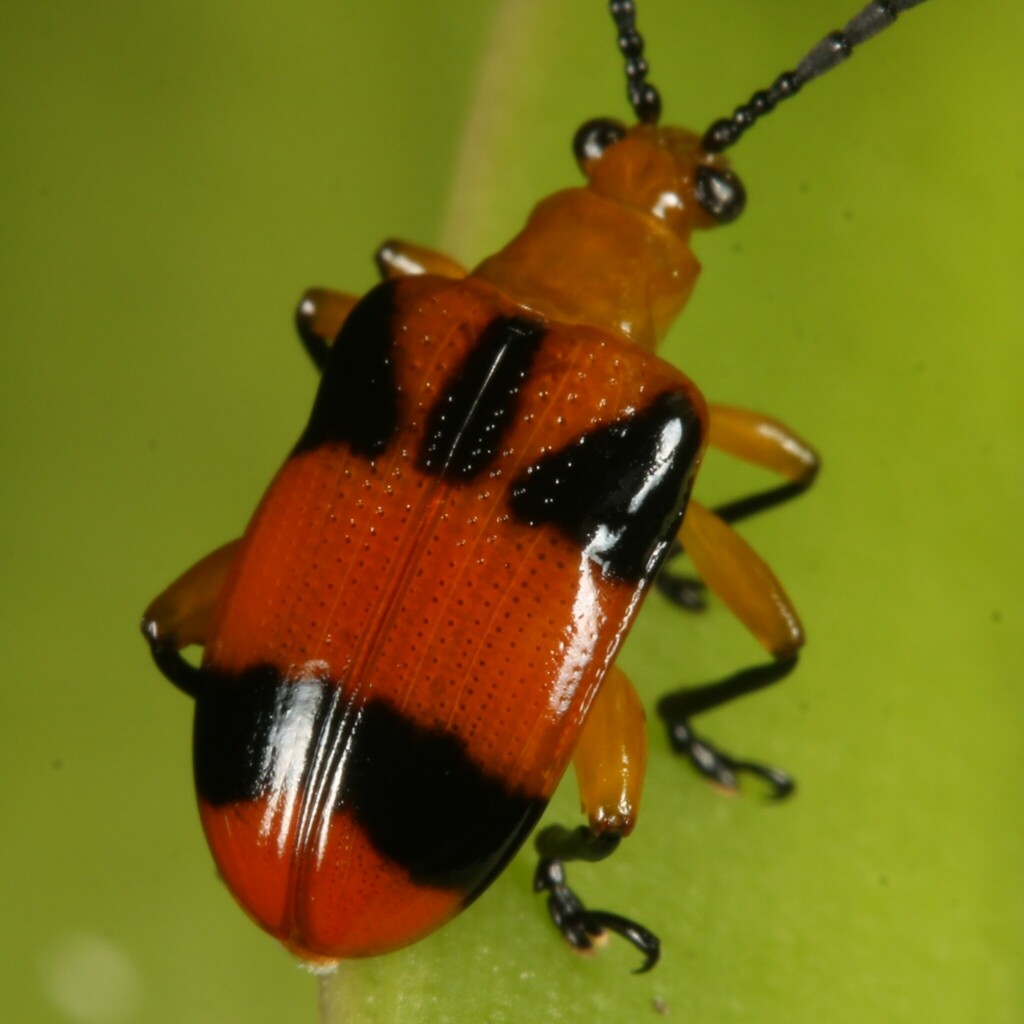 Dendrobium Beetle