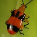 Dendrobium Beetle - Photo (c) Natasha Taylor, some rights reserved (CC BY-NC), uploaded by Natasha Taylor