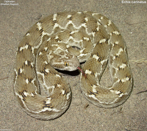 Phoorsa, Echis carinatus
