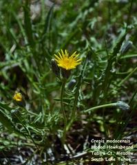 Crepis modocensis