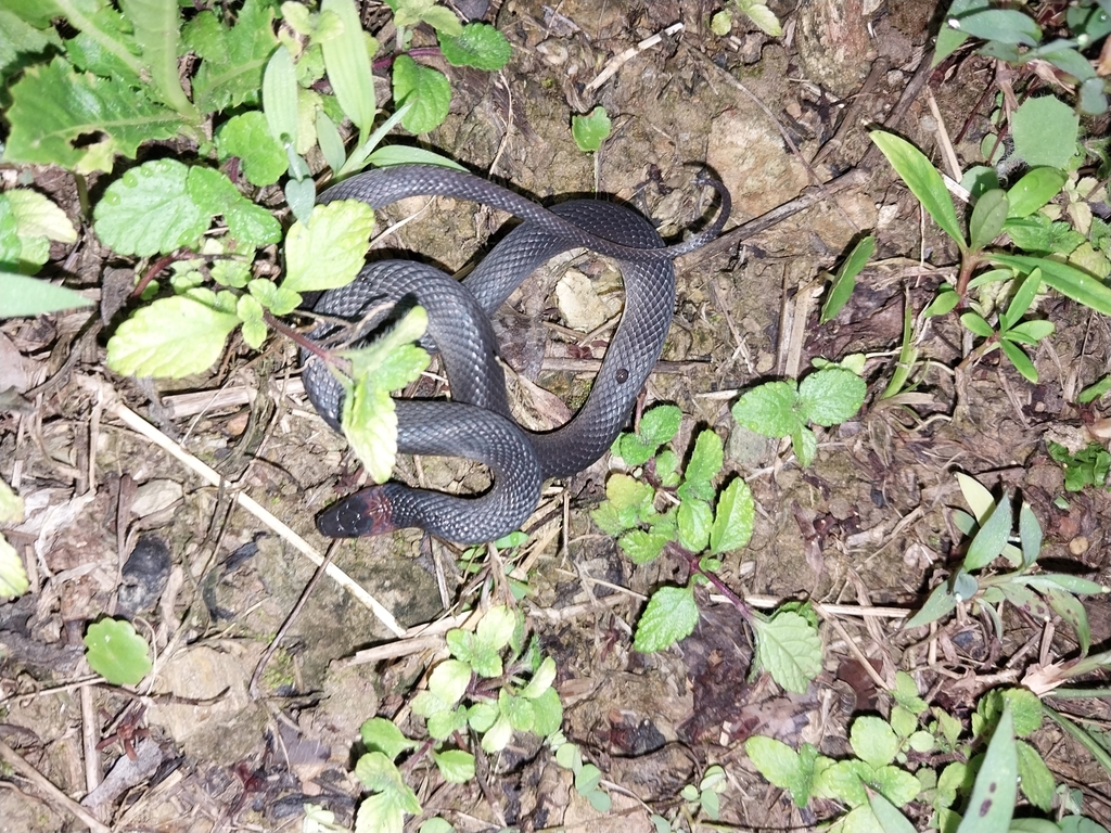 Arima Coffee Snake
