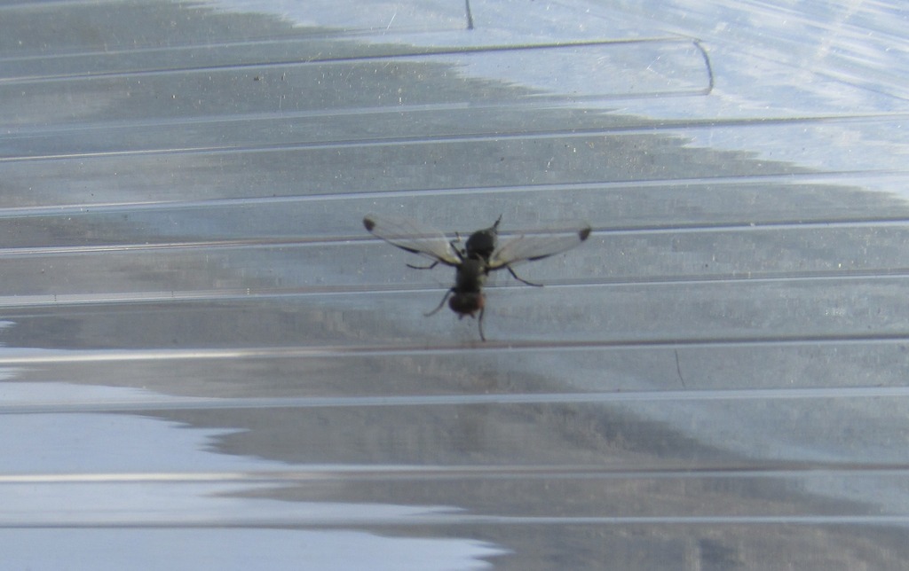 Pseudoseioptera ingrica