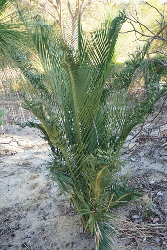 Image of Macrozamia fraseri by (c) Kim Lapere, some rights reserved (CC BY)