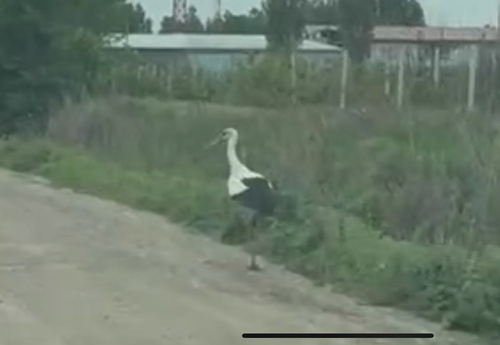 Asian White Stork