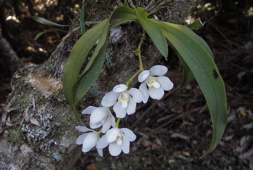 Image of Sarcochilus falcatus by (c) Lachlan Copeland, some rights reserved (CC BY-SA)
