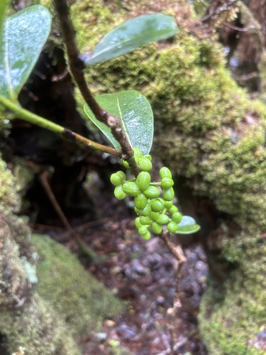 Melicope clusiifolia observed 2024-05-29