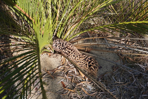 Image of Macrozamia fraseri by (c) Kim Lapere, some rights reserved (CC BY)