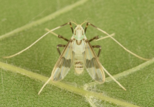 Stenochironomus poecilopterus