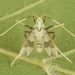 Stenochironomus poecilopterus - Photo (c) skitterbug, alguns direitos reservados (CC BY), uploaded by skitterbug