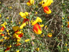 Cytisus scoparius andreanus