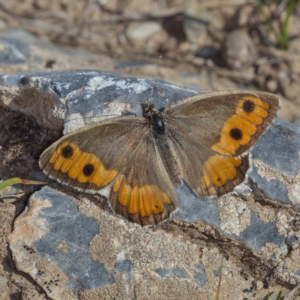 Pseudochazara turkestana