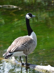 Branta canadensis