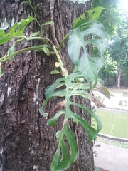 Monstera obliqua