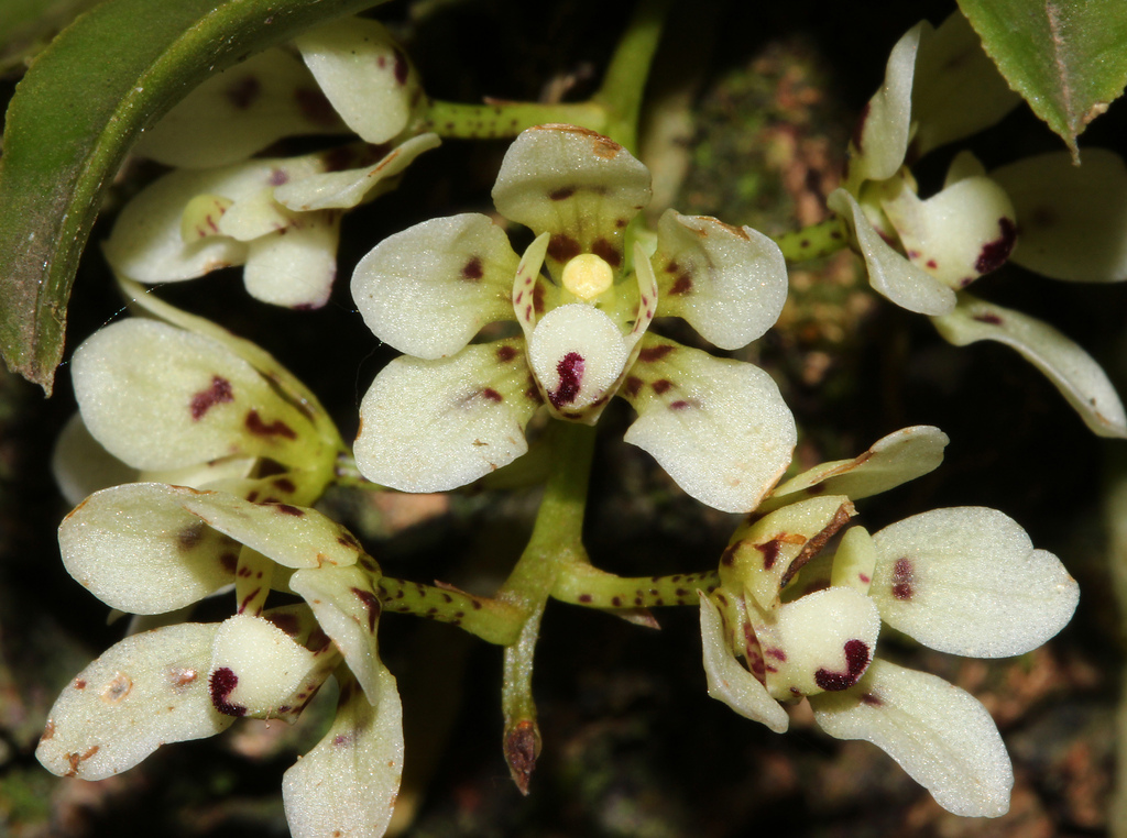 Sarcochilus weinthalii