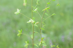 Veronica ceratocarpa