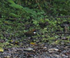 Arremon brunneinucha