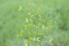 Veronica ceratocarpa