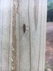 Neoclytus acuminatus