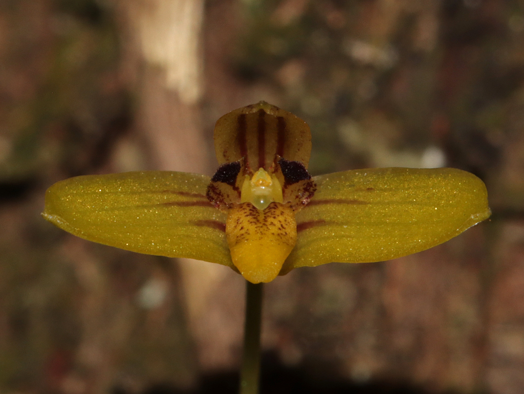 Bulbophyllum johnsonii