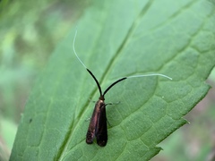 Adela caeruleella