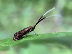 Adela caeruleella
