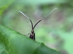 Adela caeruleella