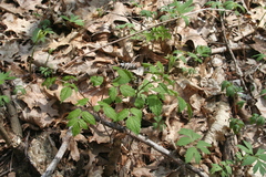Actaea rubra