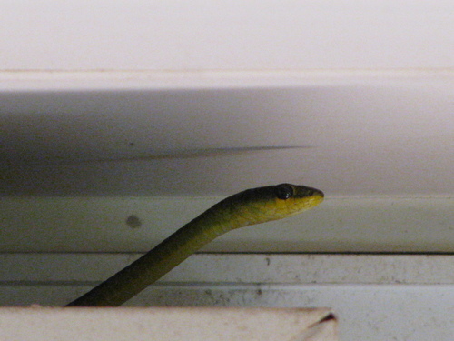 Common Tree Snake sighting