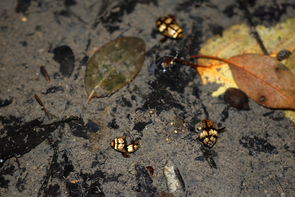 Sandracottus mixtus from 中国浙江省杭州市 on June 7, 2018 at 0808 PM by Li