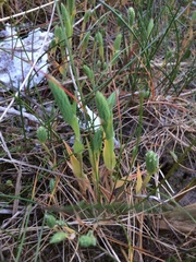 Phleum arenarium