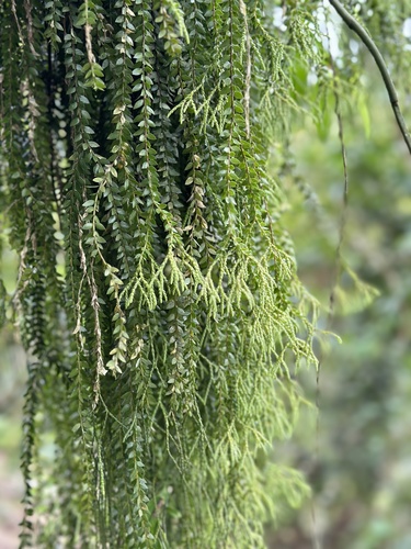 Huperzia salvinioides iNat (2)