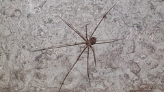 Pholcidae