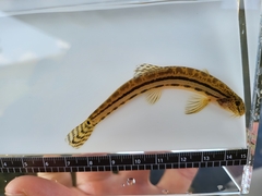 Western Spine Loach photo 2