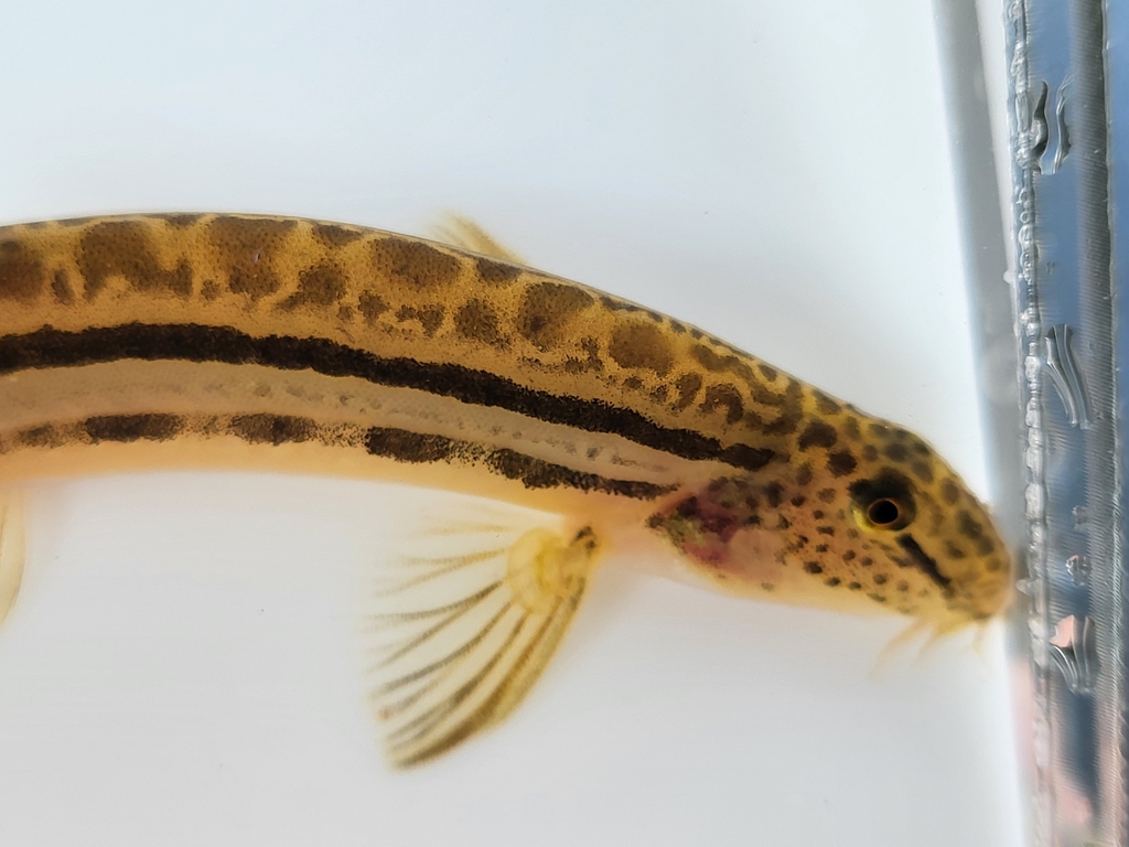 Western Spine Loach