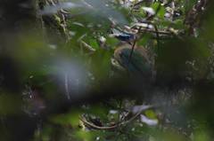 Momotus coeruliceps